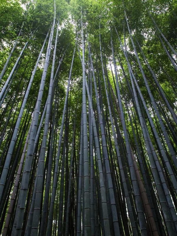 Cardamom Coffee 250g